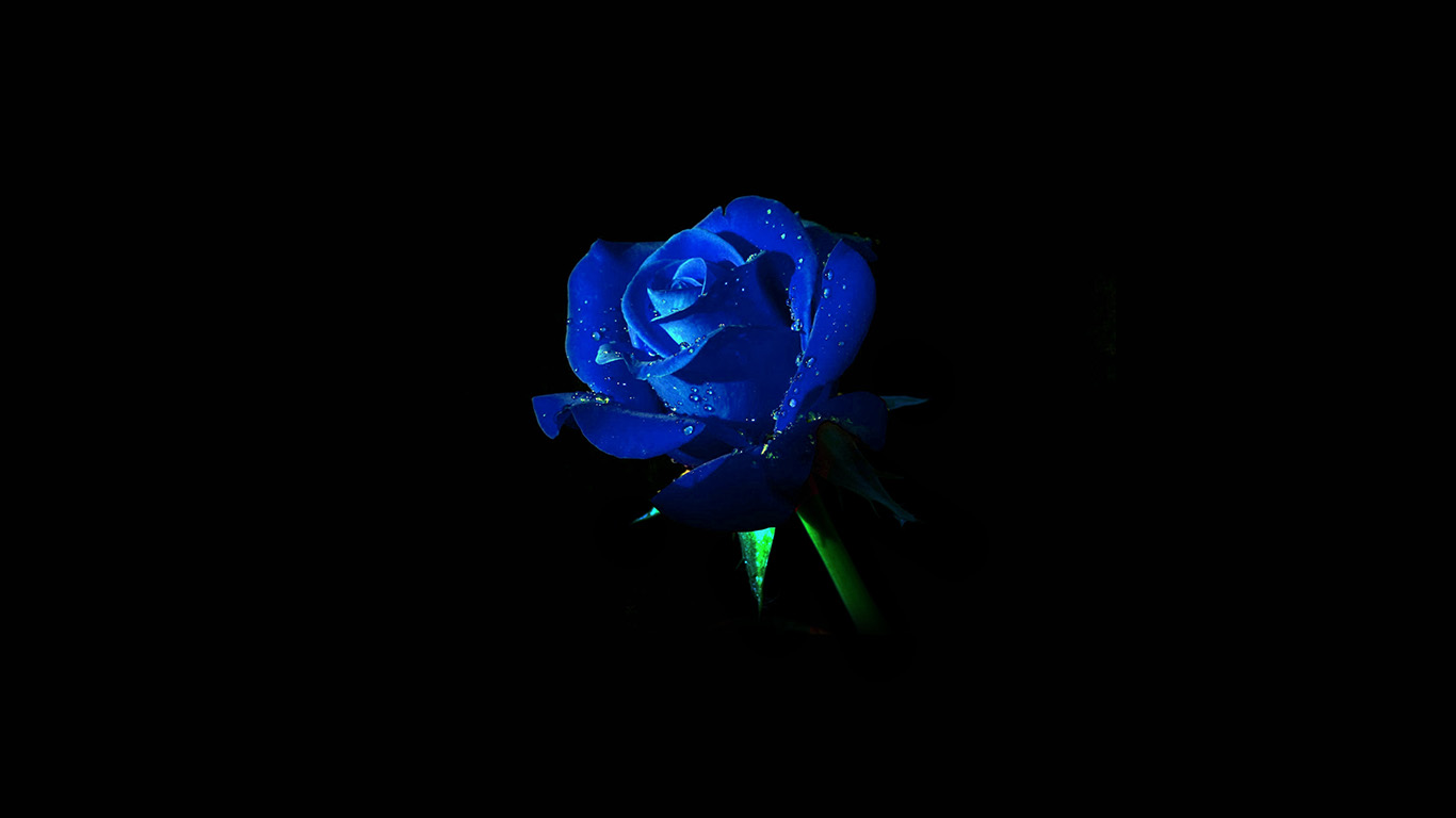 Blue Roses Desktop Wallpapers Wallpaper Cave