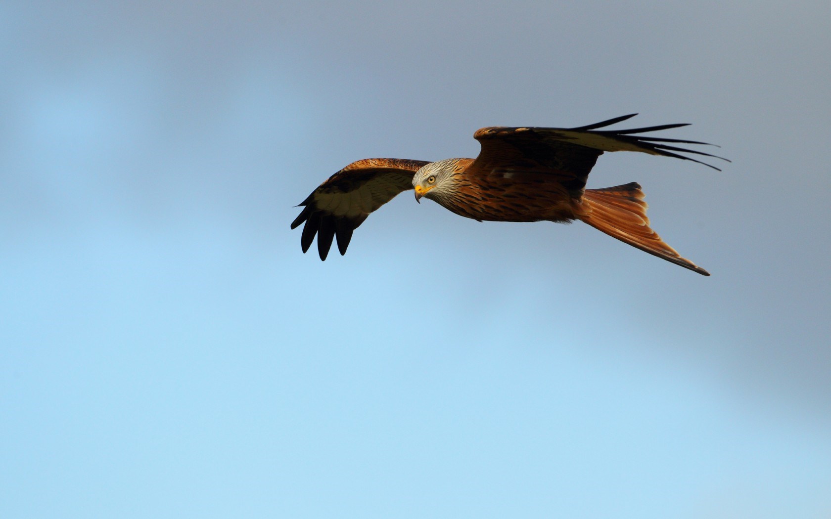 Kite Bird Wallpapers Wallpaper Cave