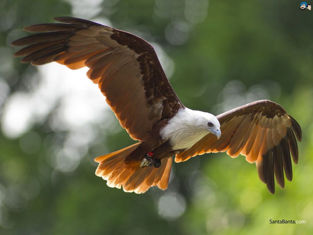 Kite Bird Wallpapers Wallpaper Cave