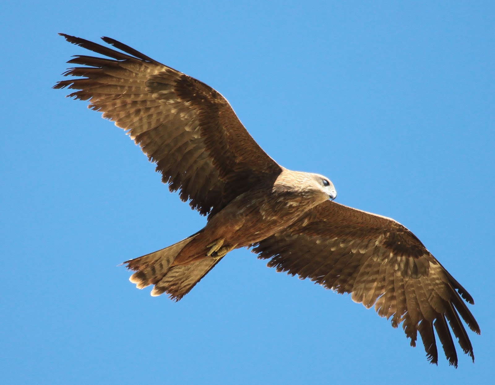 Kite Bird Wallpapers Wallpaper Cave