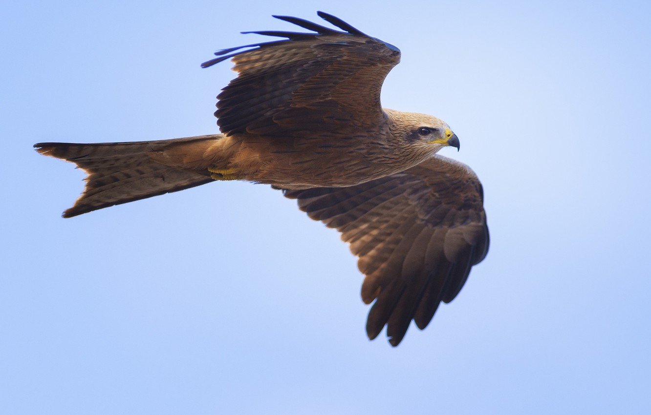 Kite Bird Wallpapers Wallpaper Cave