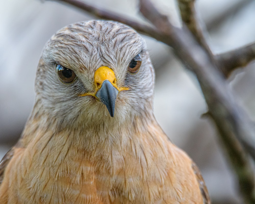 Kite Bird Wallpapers Wallpaper Cave