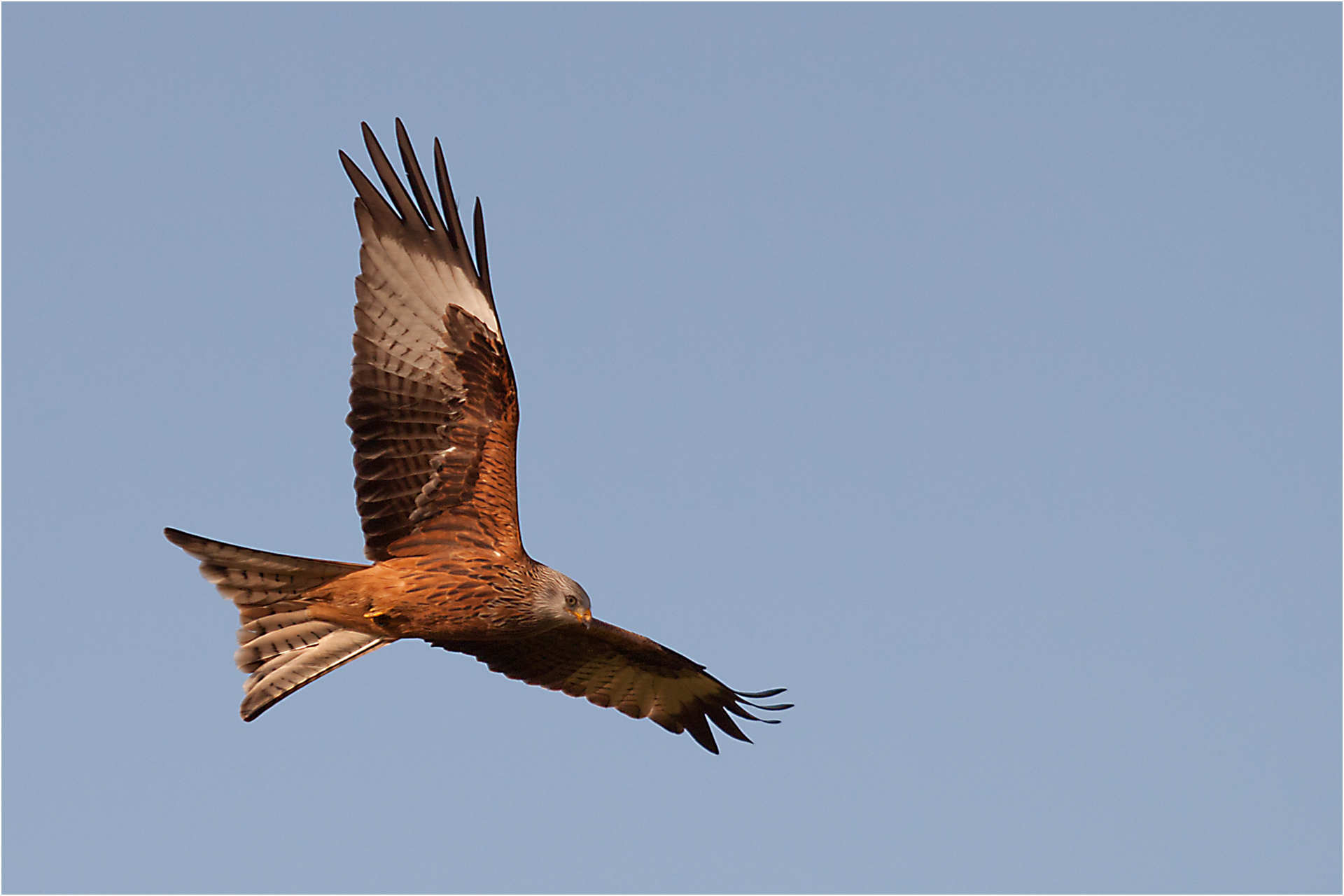 Kite Bird Wallpapers Wallpaper Cave