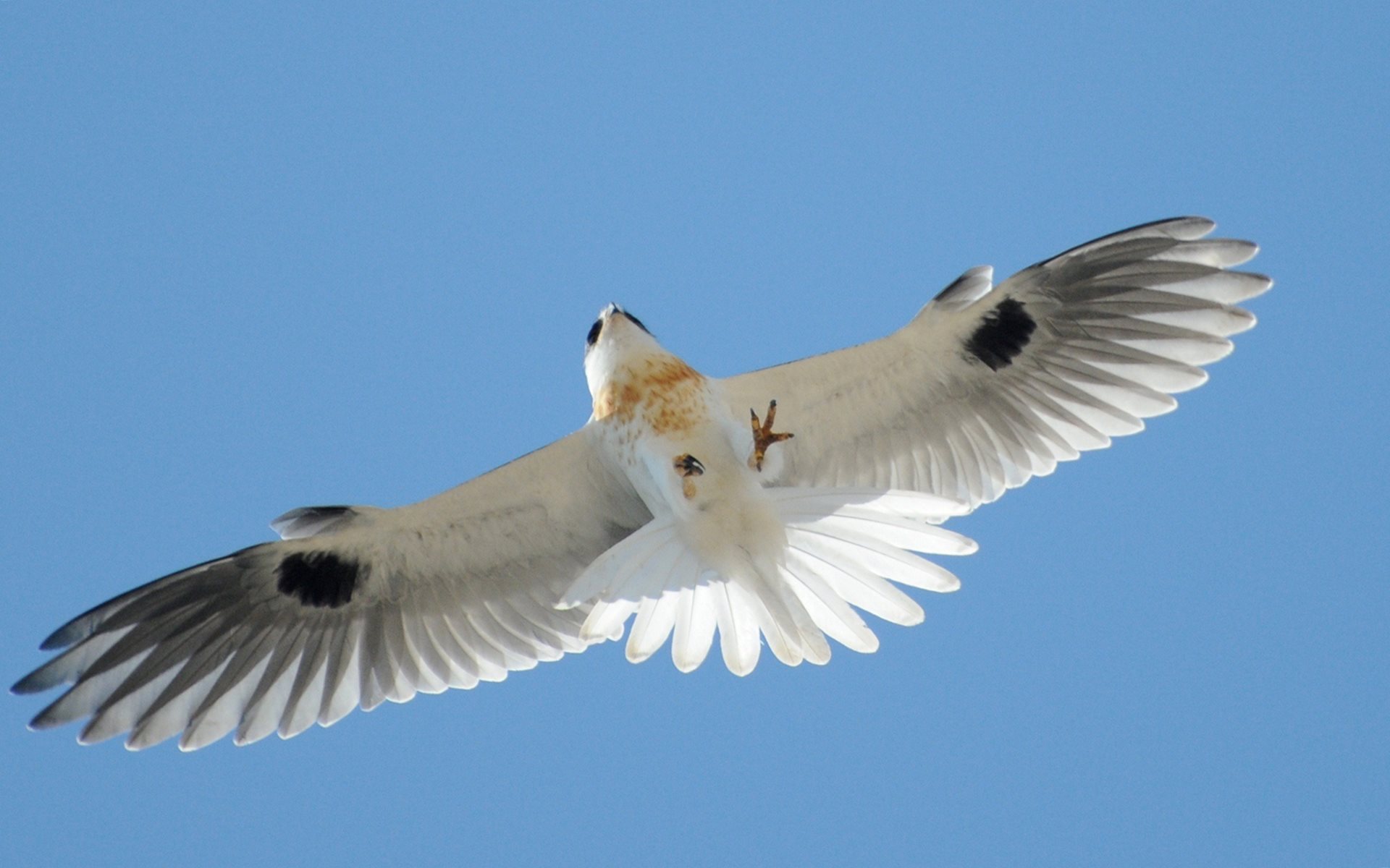 Kite Bird Wallpapers Wallpaper Cave