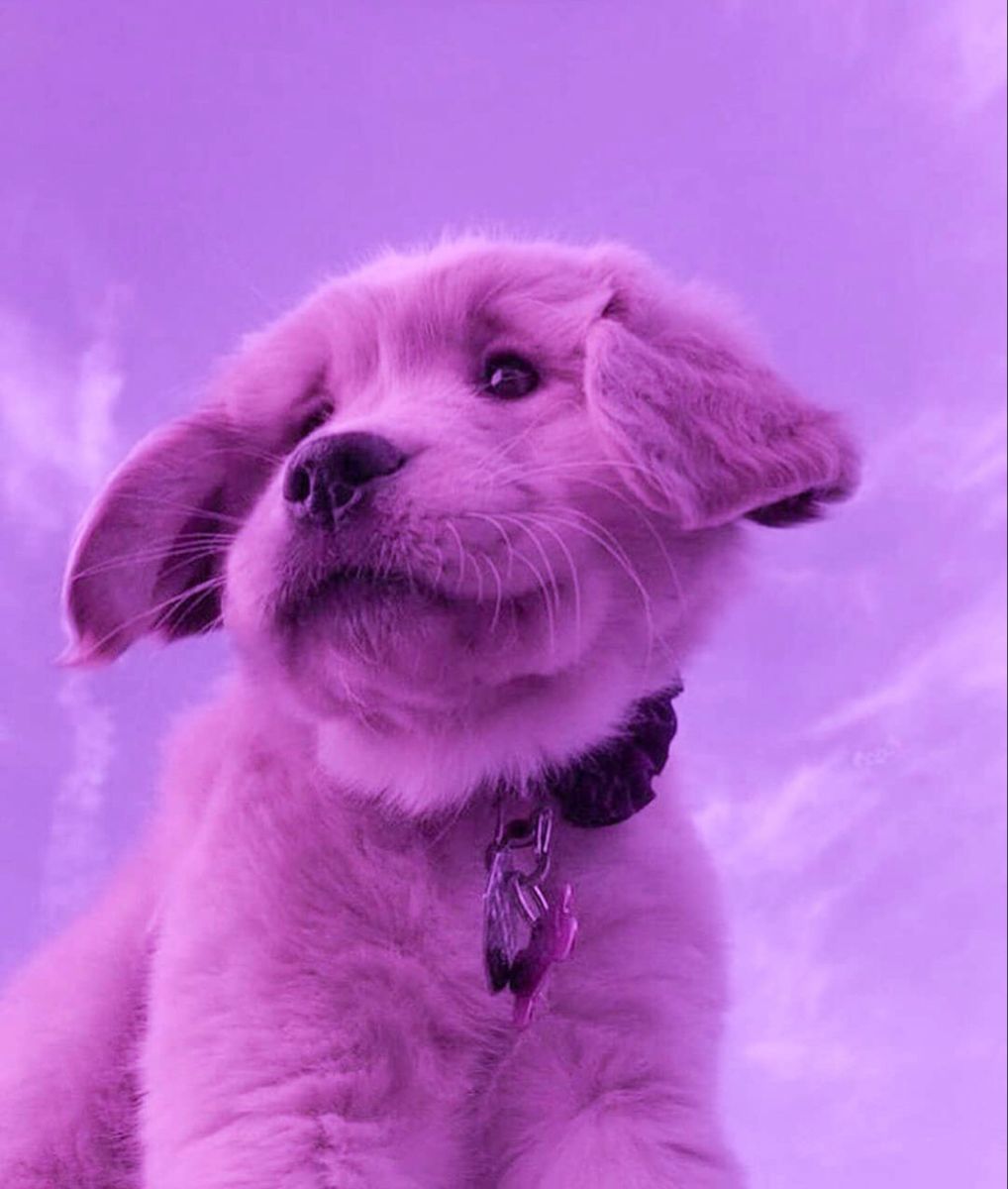 Purple Dog Wallpapers Wallpaper Cave