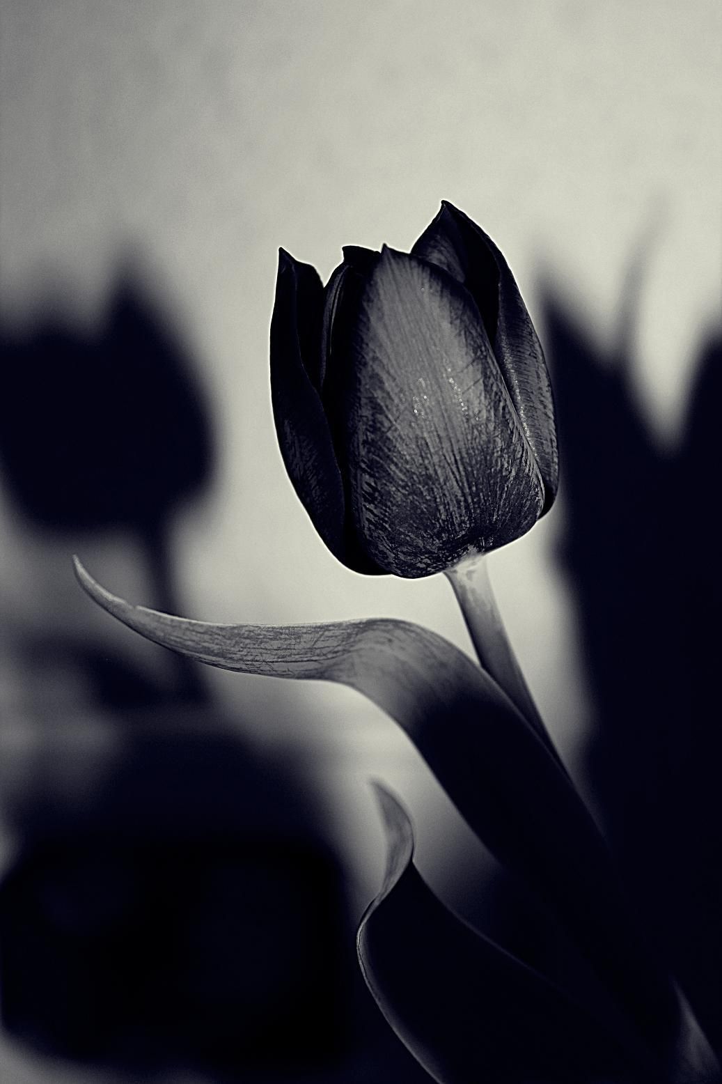 Dark Tulip iPhone Wallpapers Wallpaper Cave