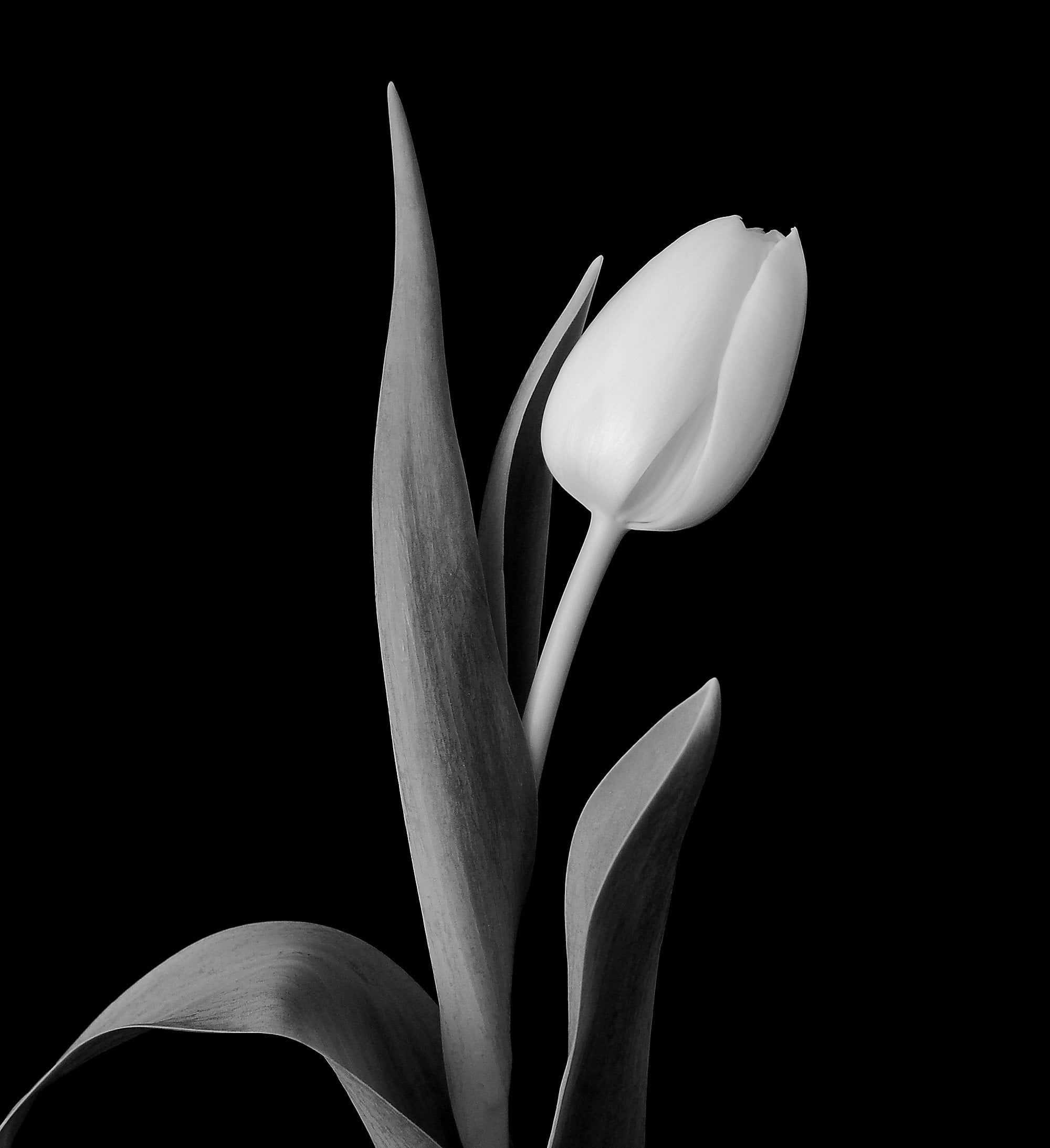 Dark Tulip iPhone Wallpapers Wallpaper Cave