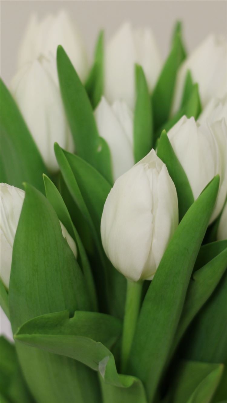 White Tulip Wallpapers Wallpaper Cave