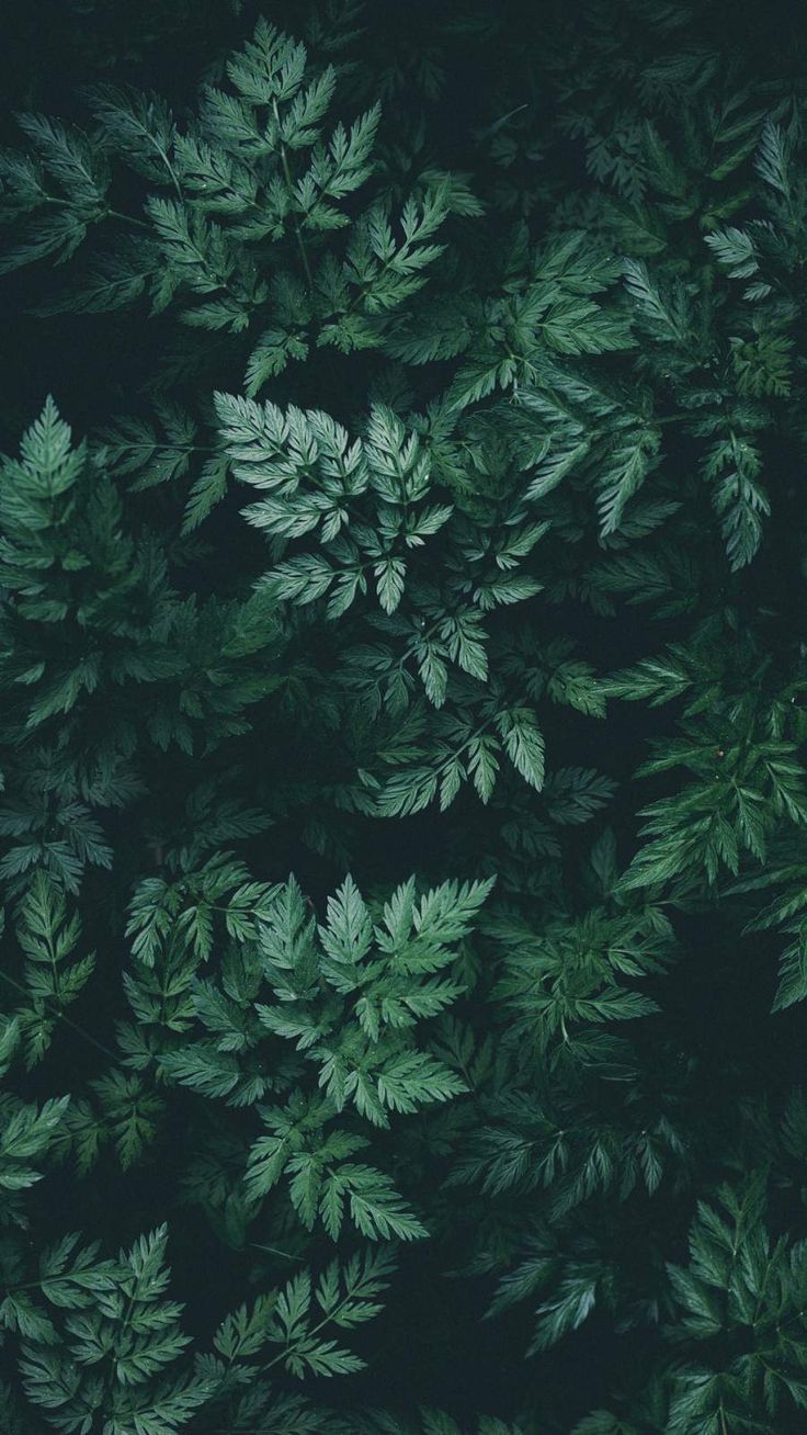 Deep Green Wallpapers Wallpaper Cave