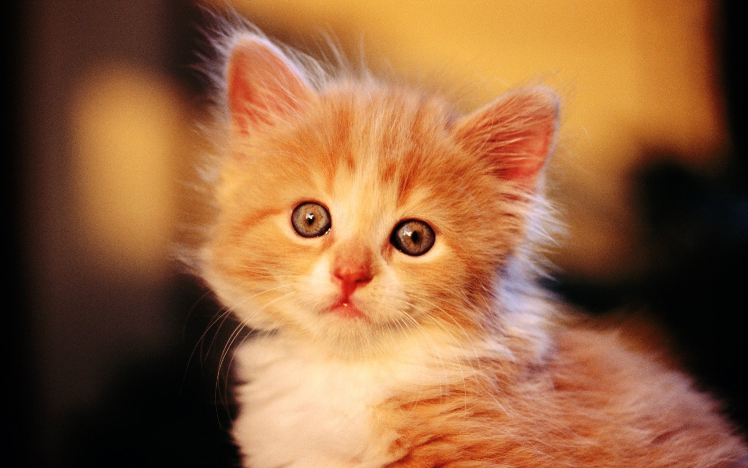 Orange Kitten Wallpapers Wallpaper Cave