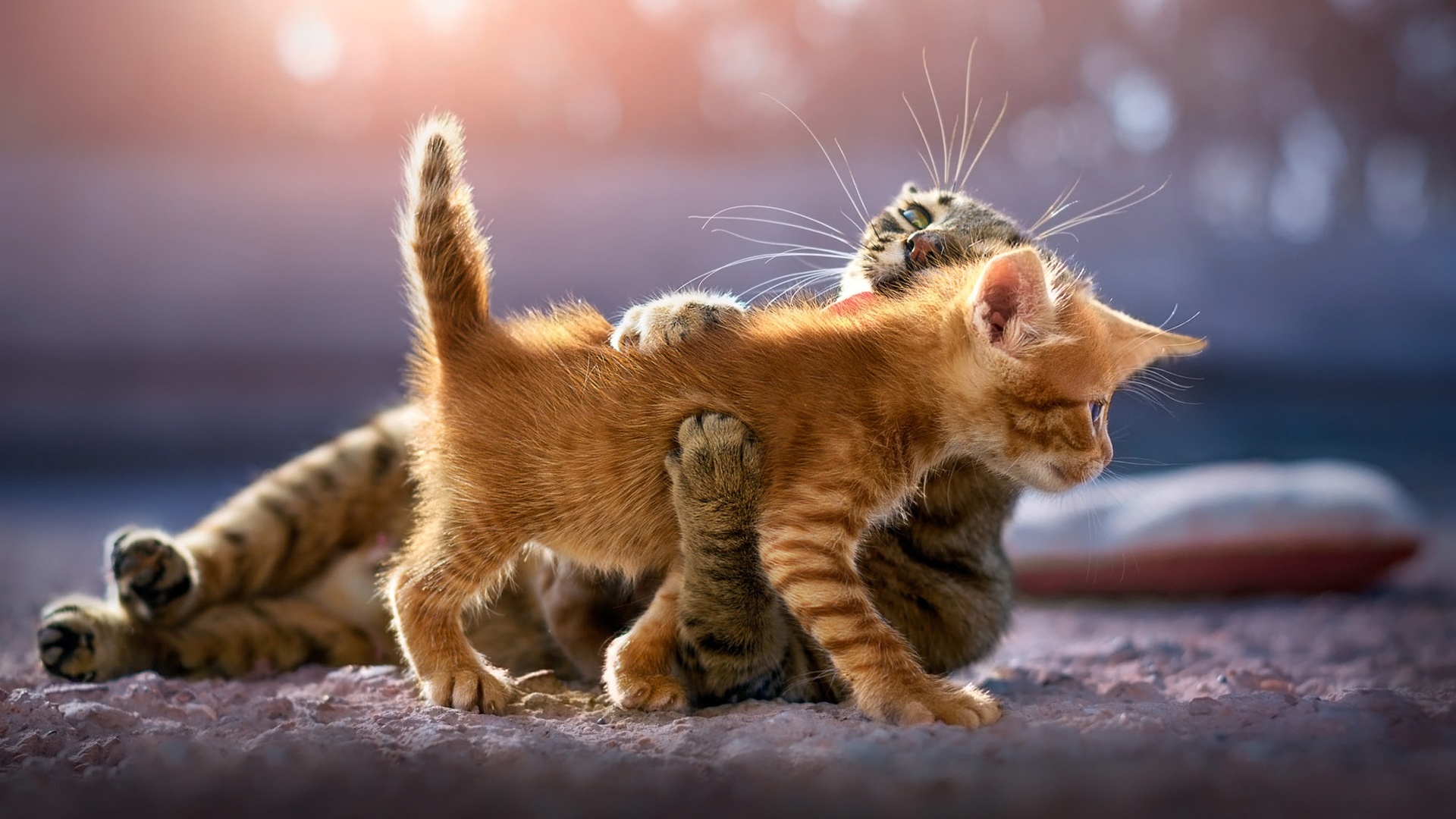 Orange Kitten Wallpapers Wallpaper Cave
