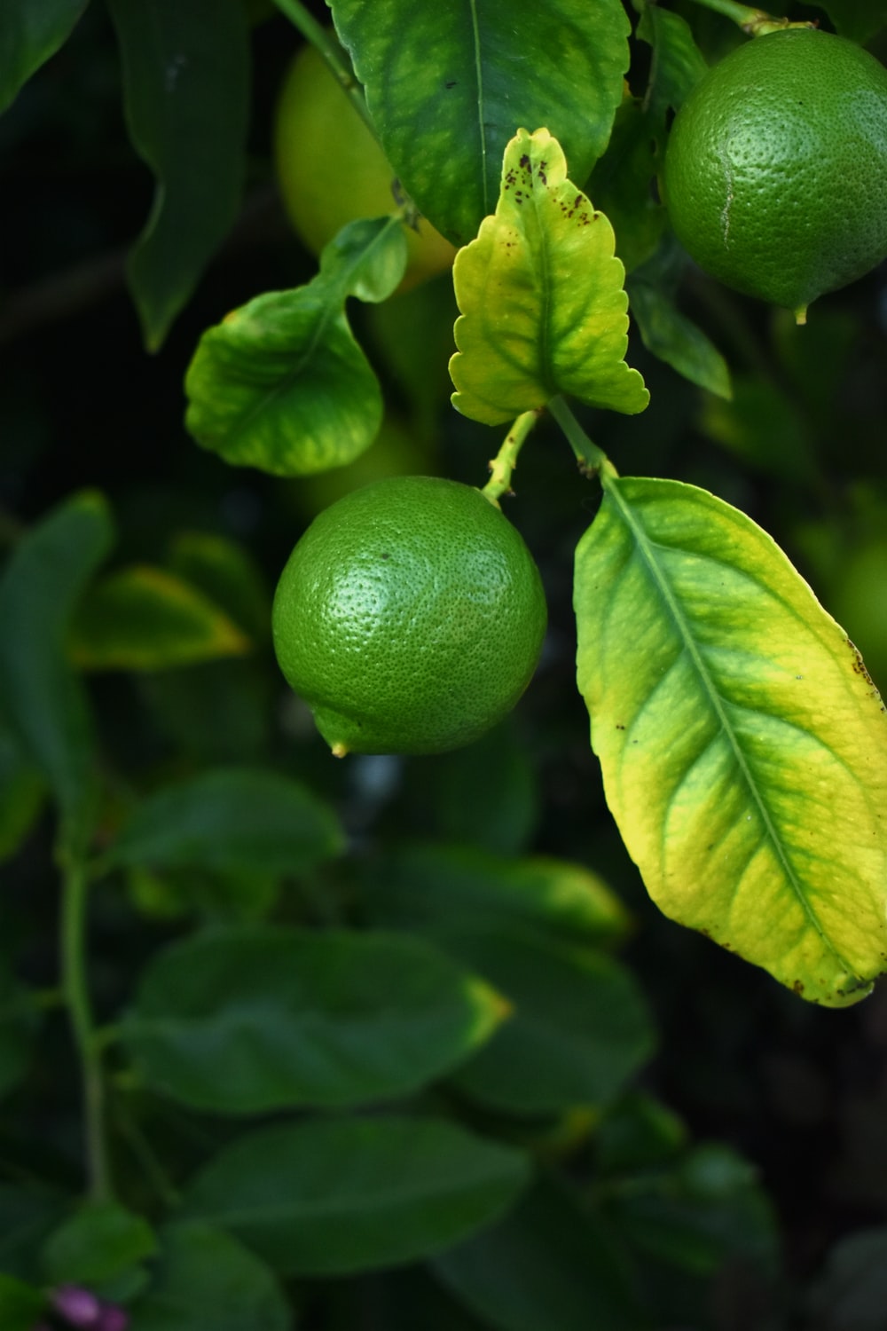 Green Lemon Wallpapers Wallpaper Cave
