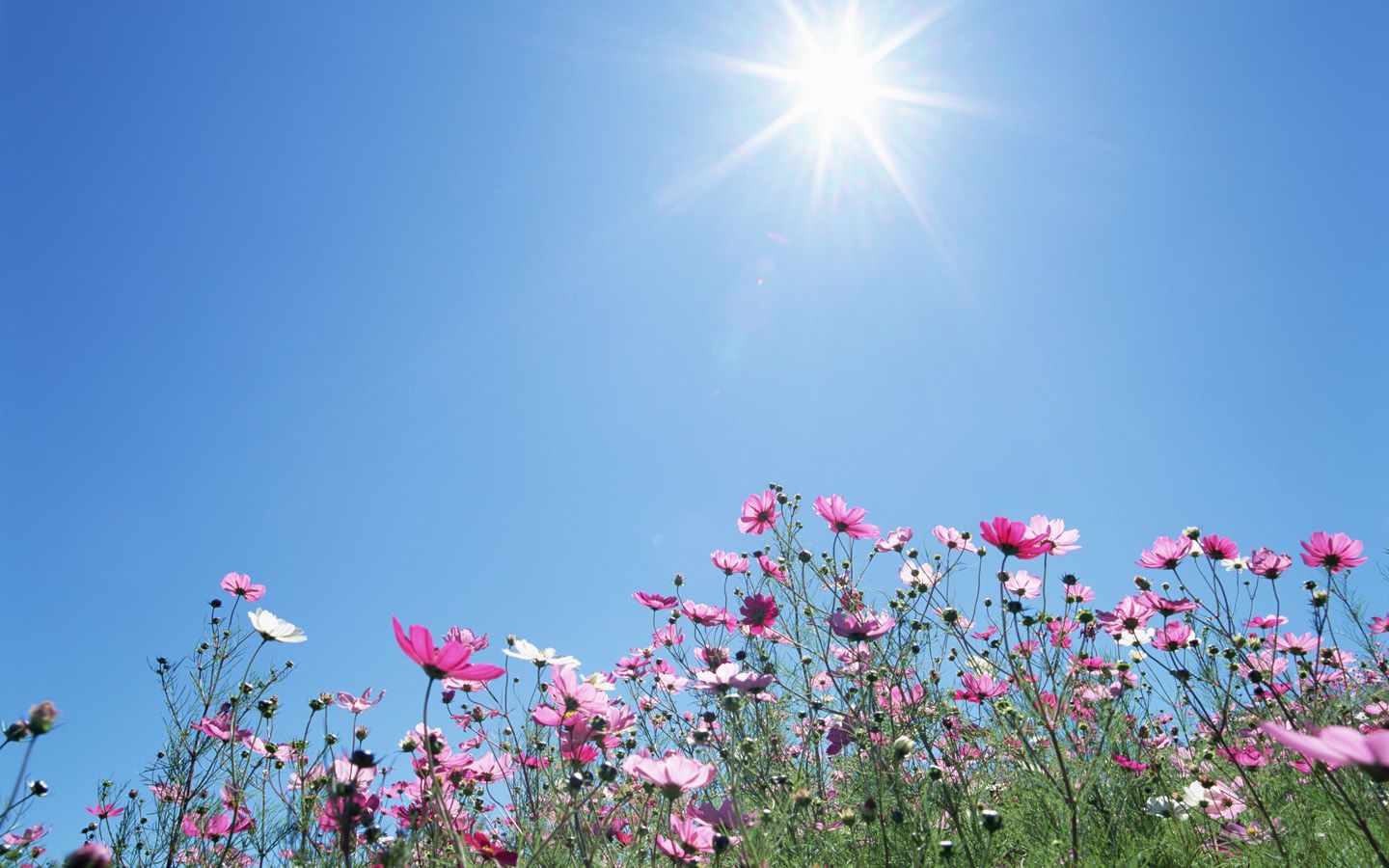 Sunshine And Flowers Wallpapers Wallpaper Cave