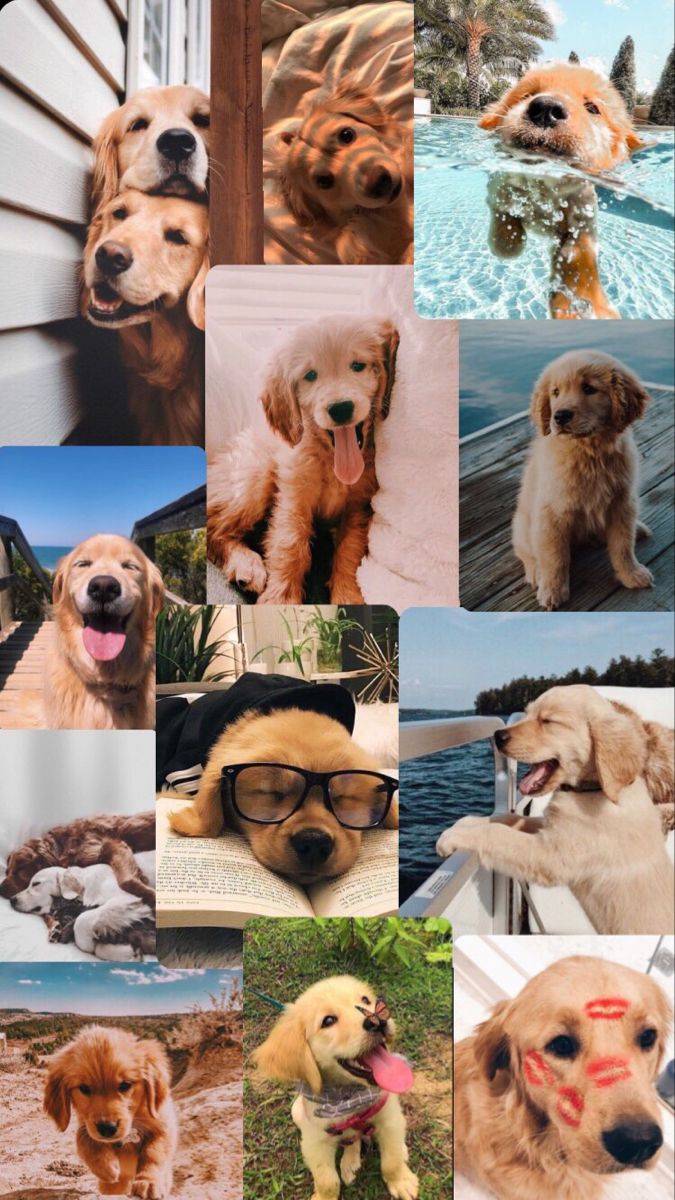 Dog Collages Wallpapers Wallpaper Cave