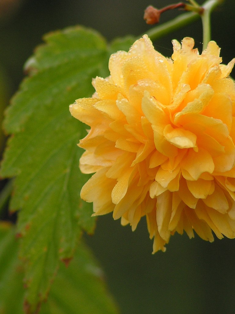 Bright Yellow Flower Wallpapers Wallpaper Cave