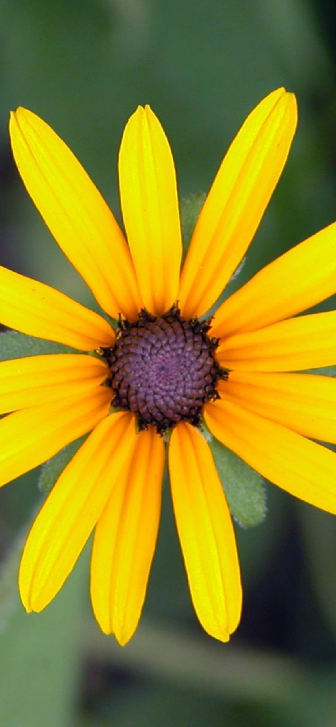 Bright Yellow Flower Wallpapers Wallpaper Cave