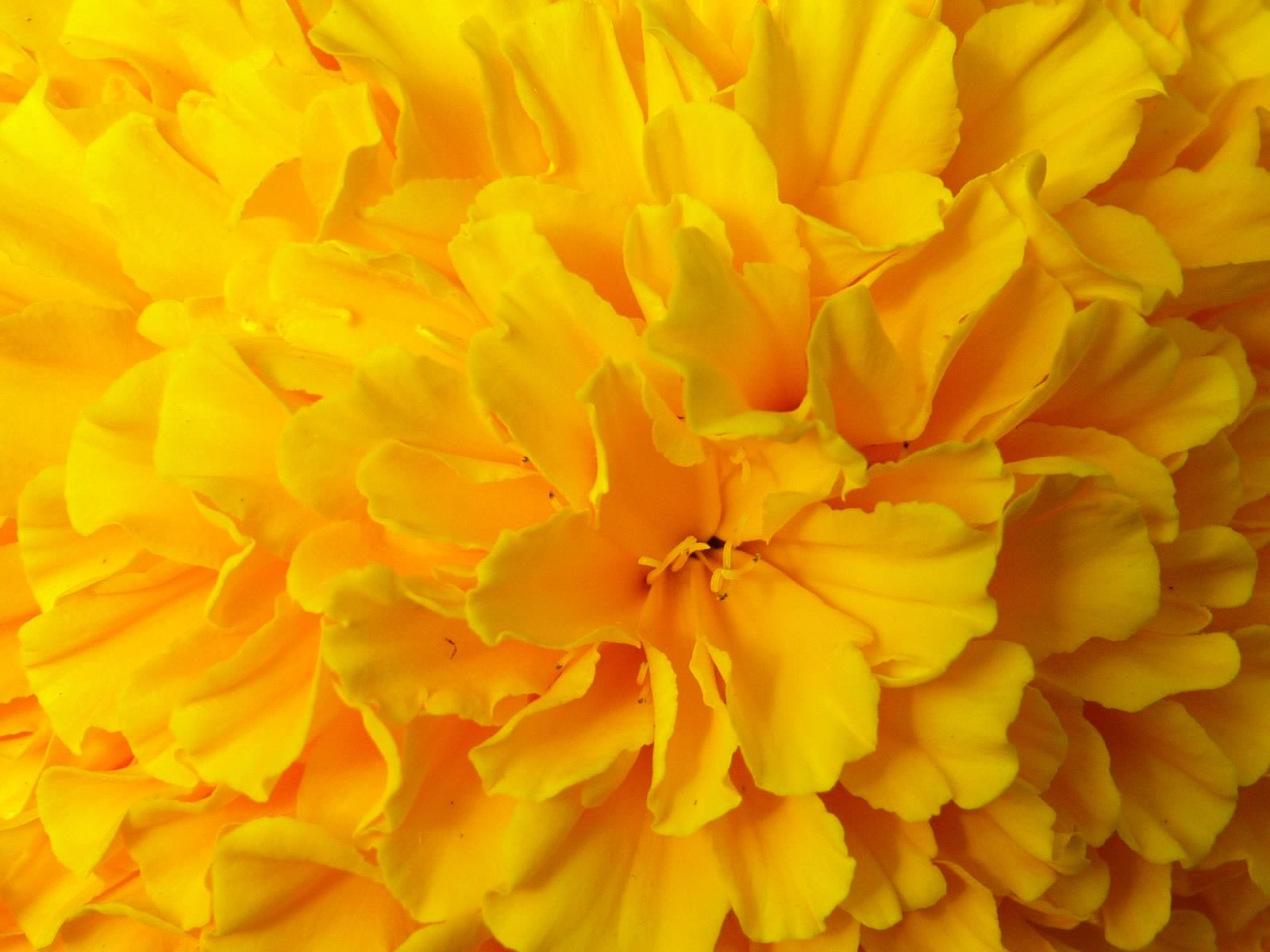 Bright Yellow Flower Wallpapers Wallpaper Cave