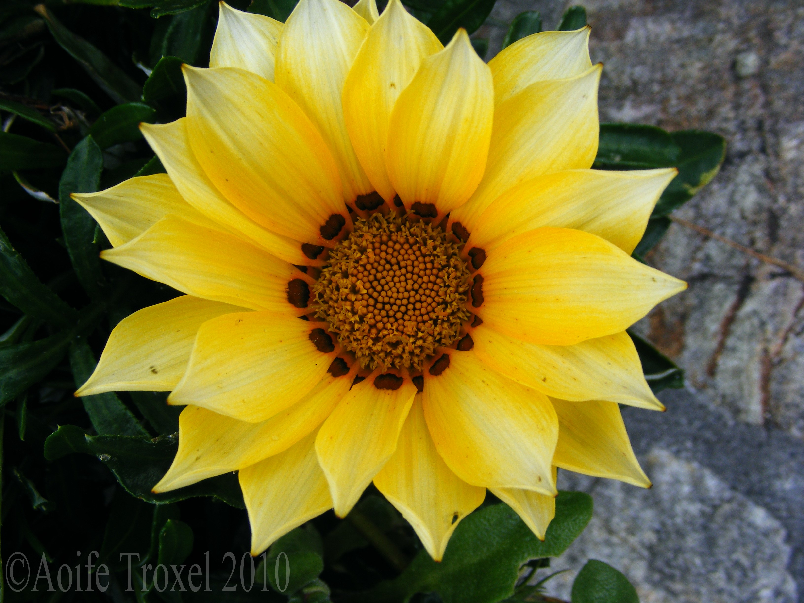 Bright Yellow Flower Wallpapers Wallpaper Cave