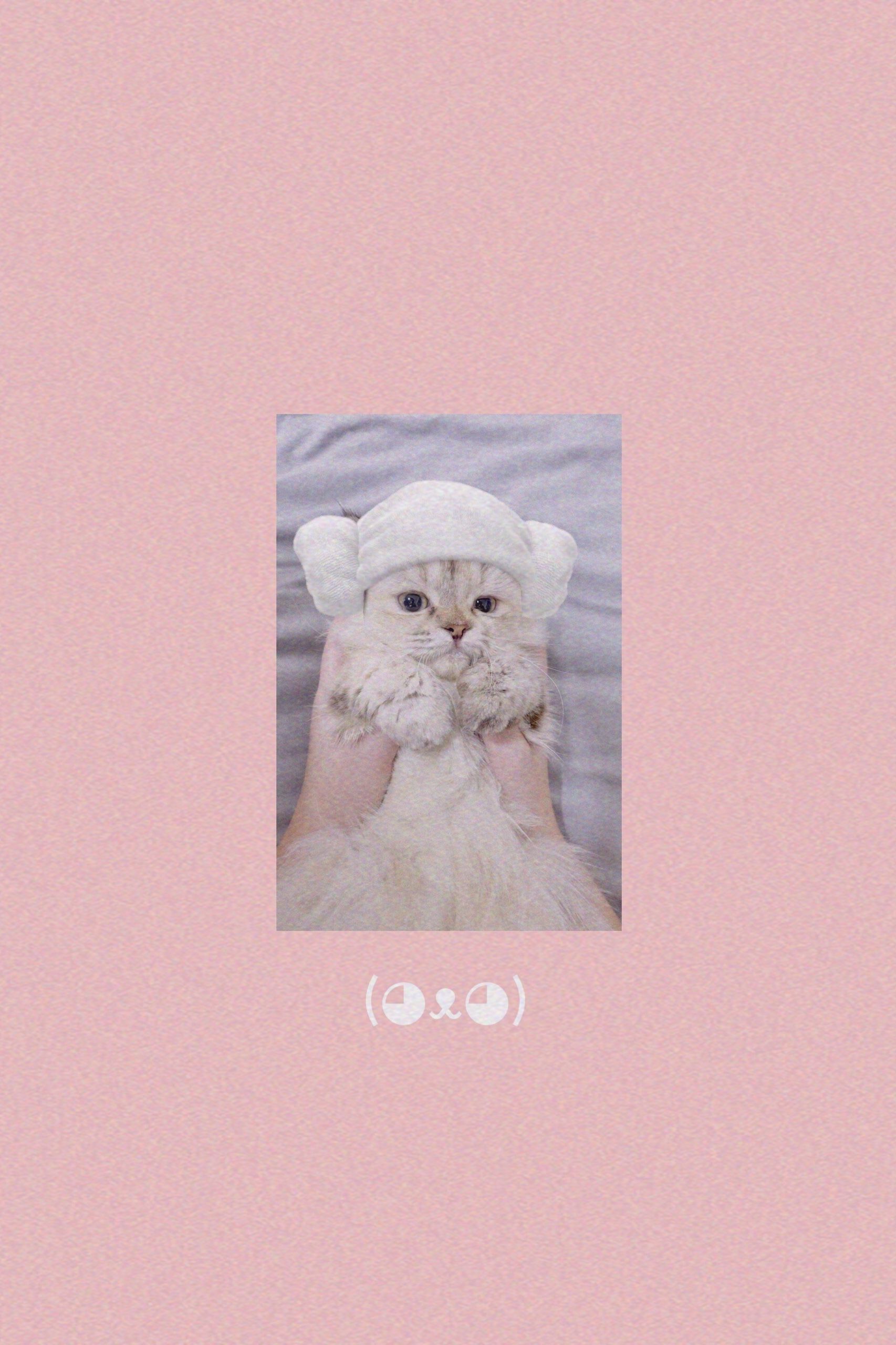 Cute Aesthetic Kitty Wallpapers Wallpaper Cave