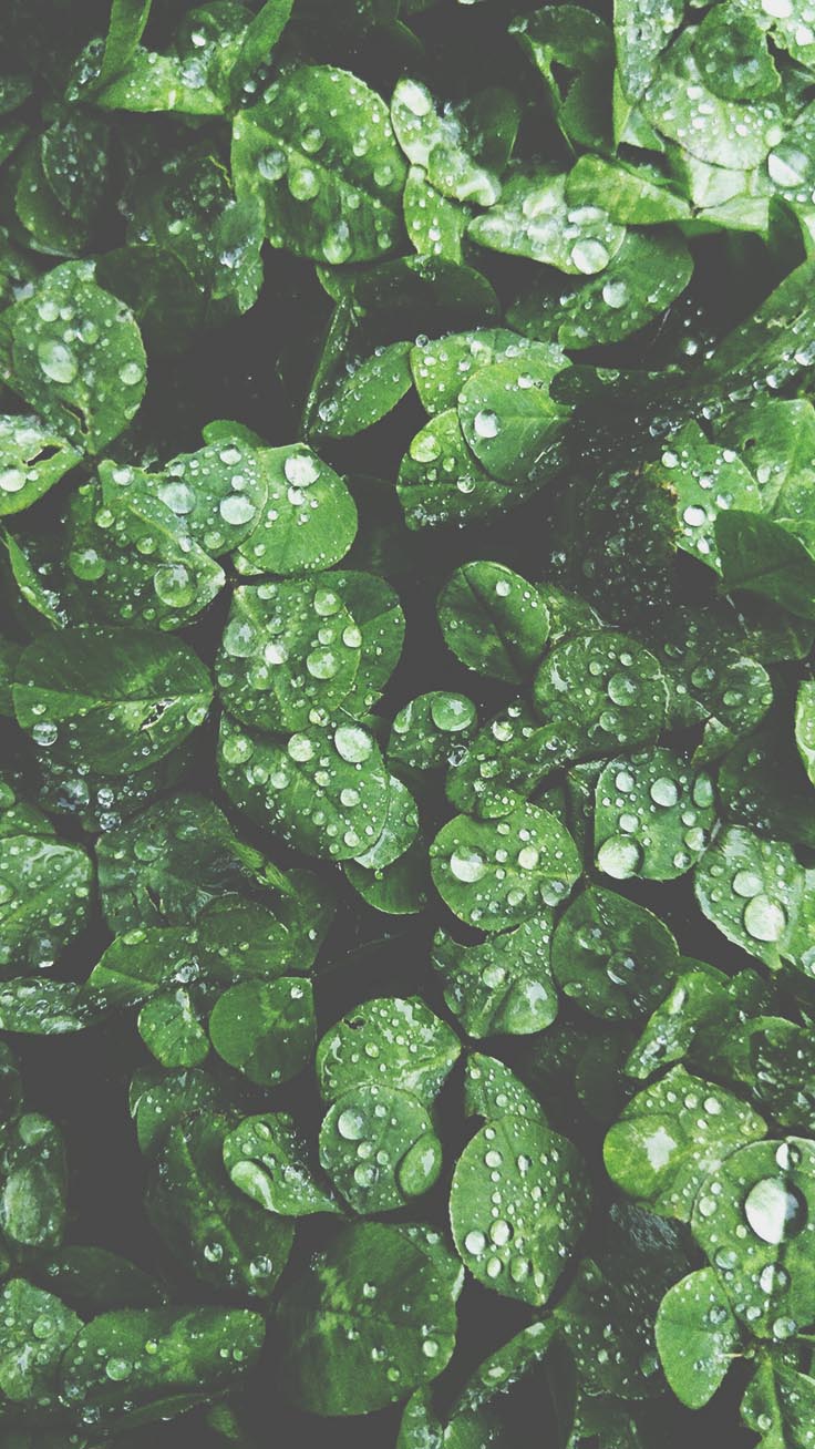 Light Green Preppy Wallpaper