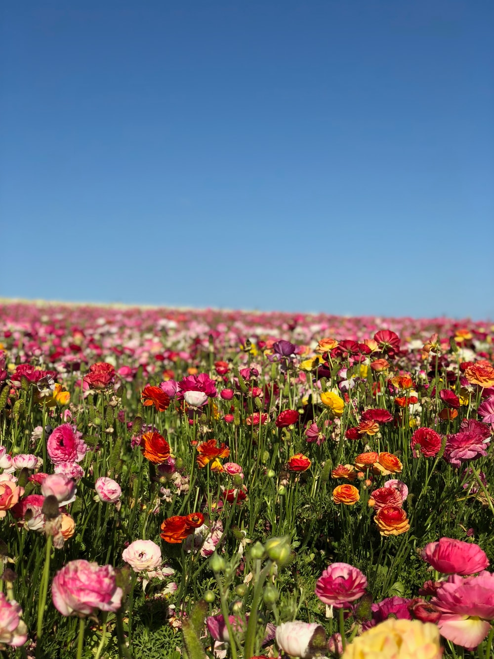 Spring Flower Field Wallpapers Wallpaper Cave