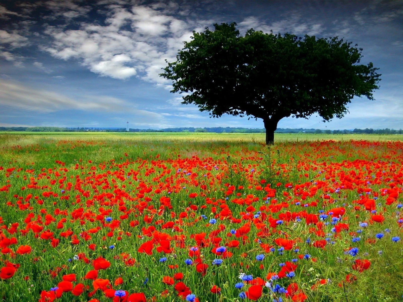 Spring Flower Field Wallpapers Wallpaper Cave