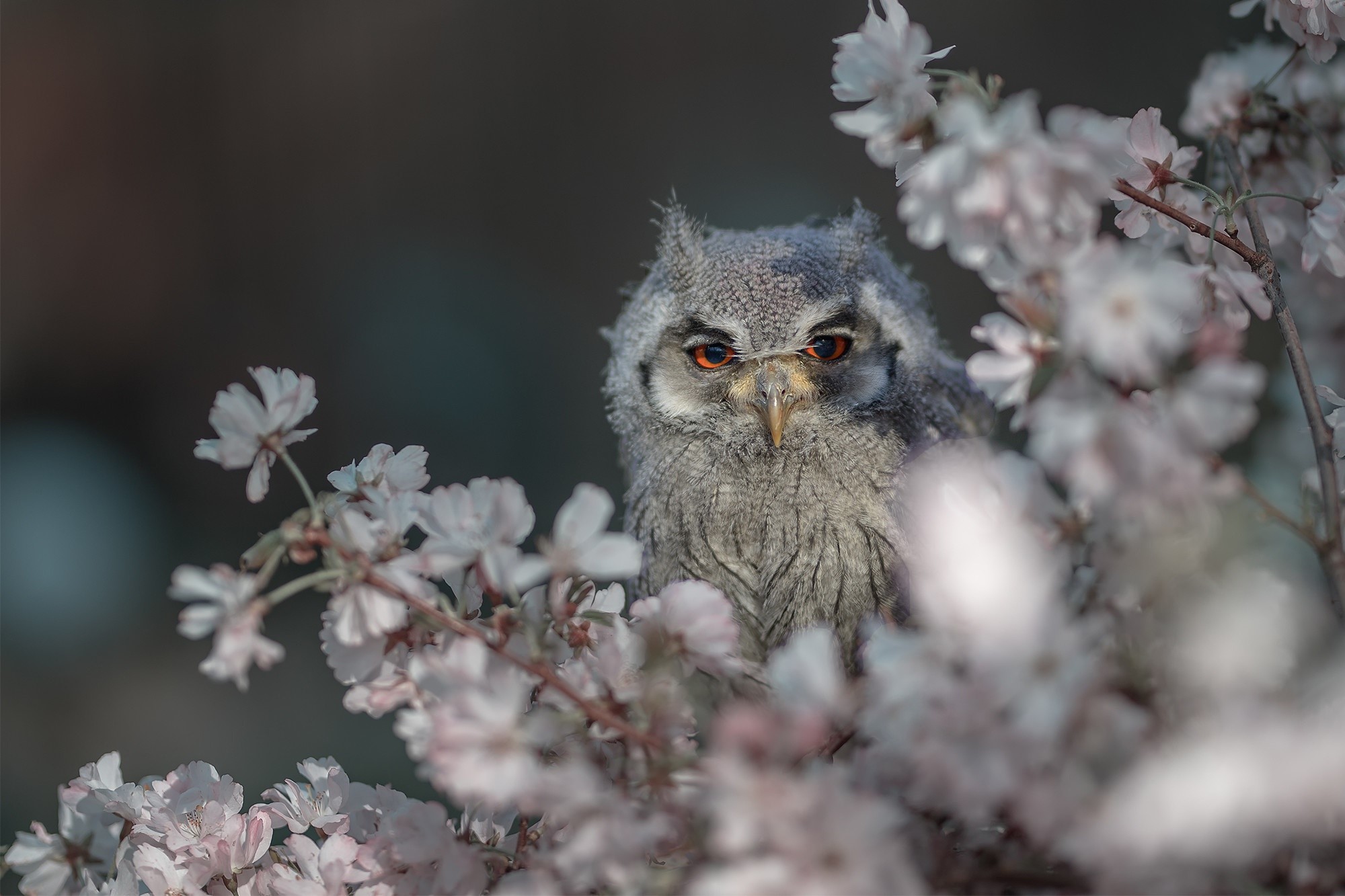 Owl Spring Wallpapers Wallpaper Cave