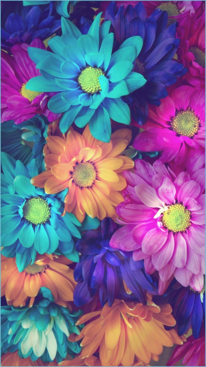 Apple Flower Wallpapers Wallpaper Cave