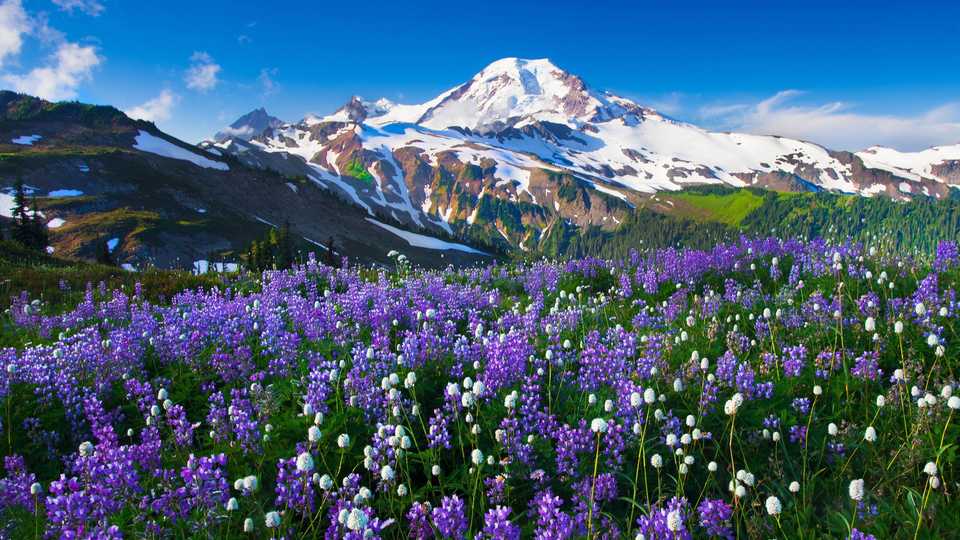 Mountain Flowers Wallpapers Wallpaper Cave