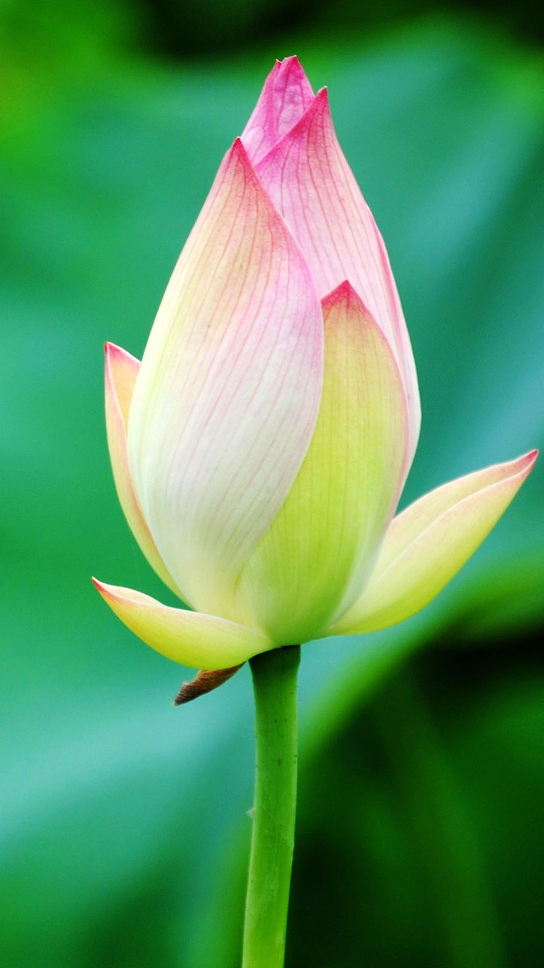 Flower Bud Wallpapers Wallpaper Cave