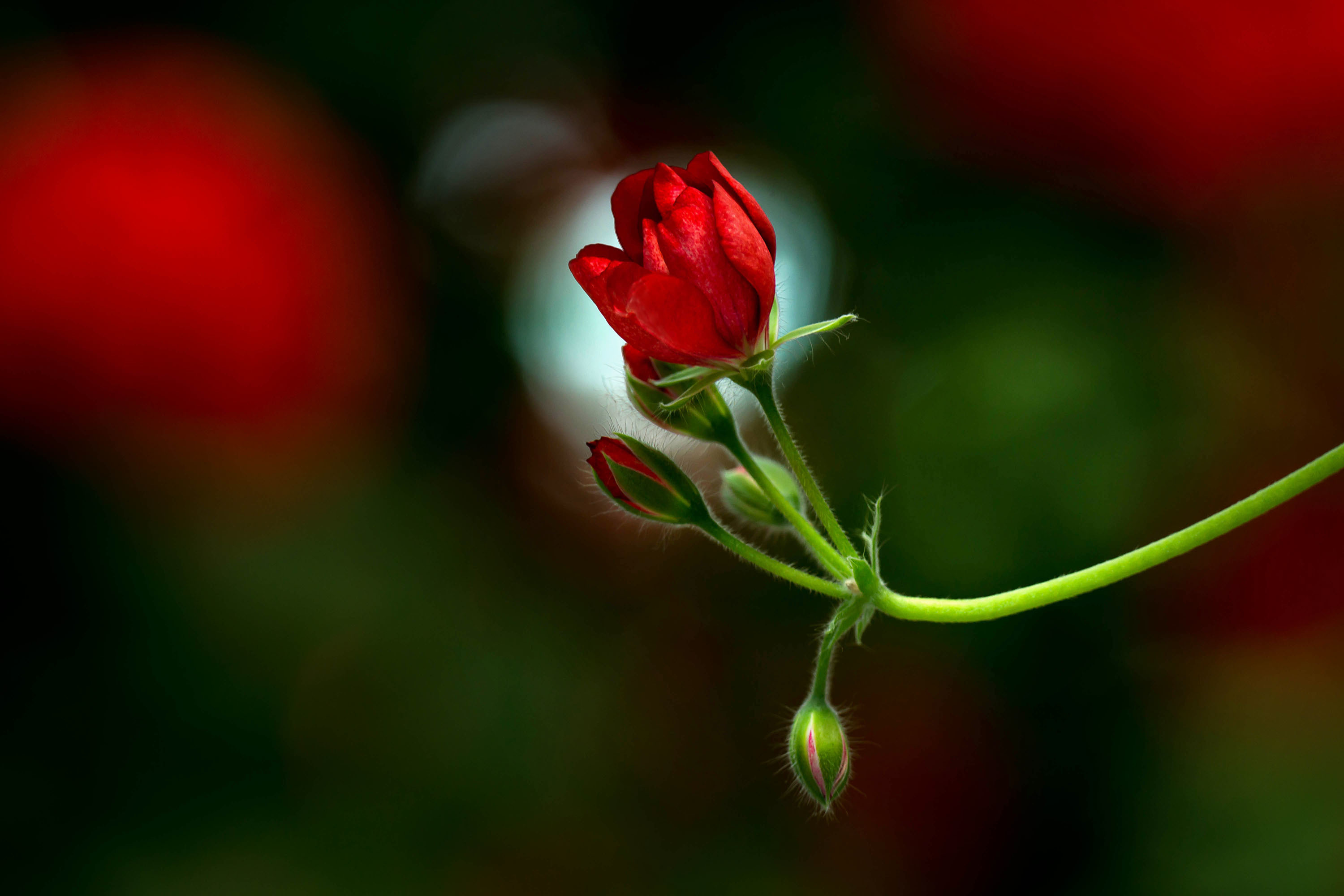 Flower Bud Wallpapers Wallpaper Cave