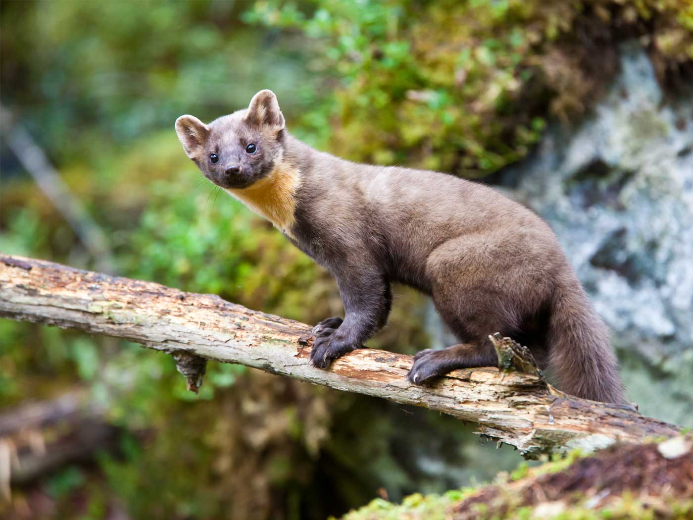 European Pine Marten Wallpapers Wallpaper Cave