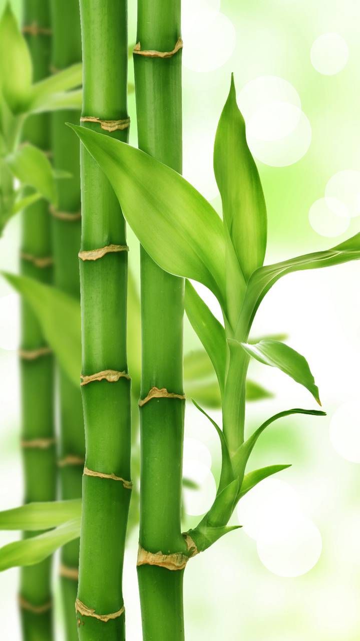 Bamboo Tree Wallpapers Wallpaper Cave