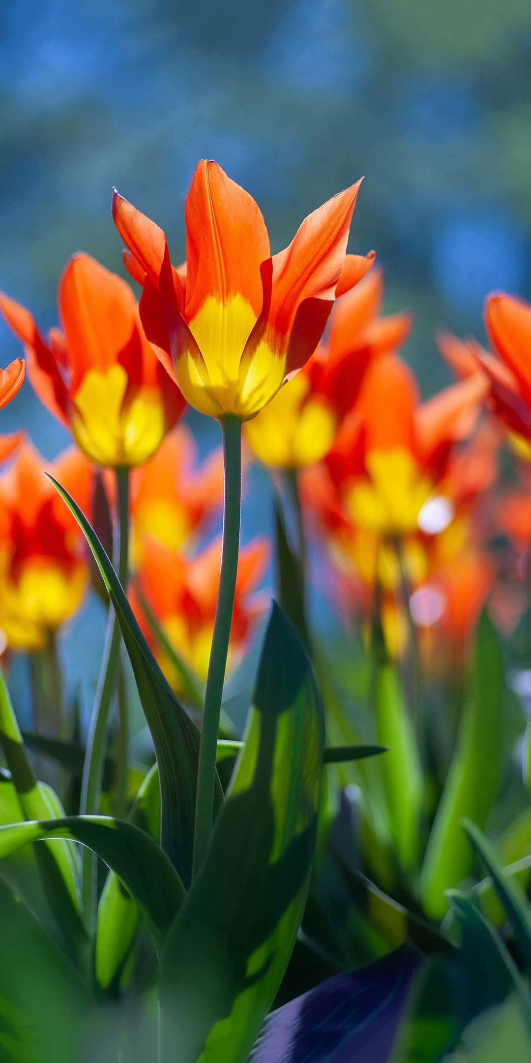 Orange Spring Flowers Wallpapers Wallpaper Cave