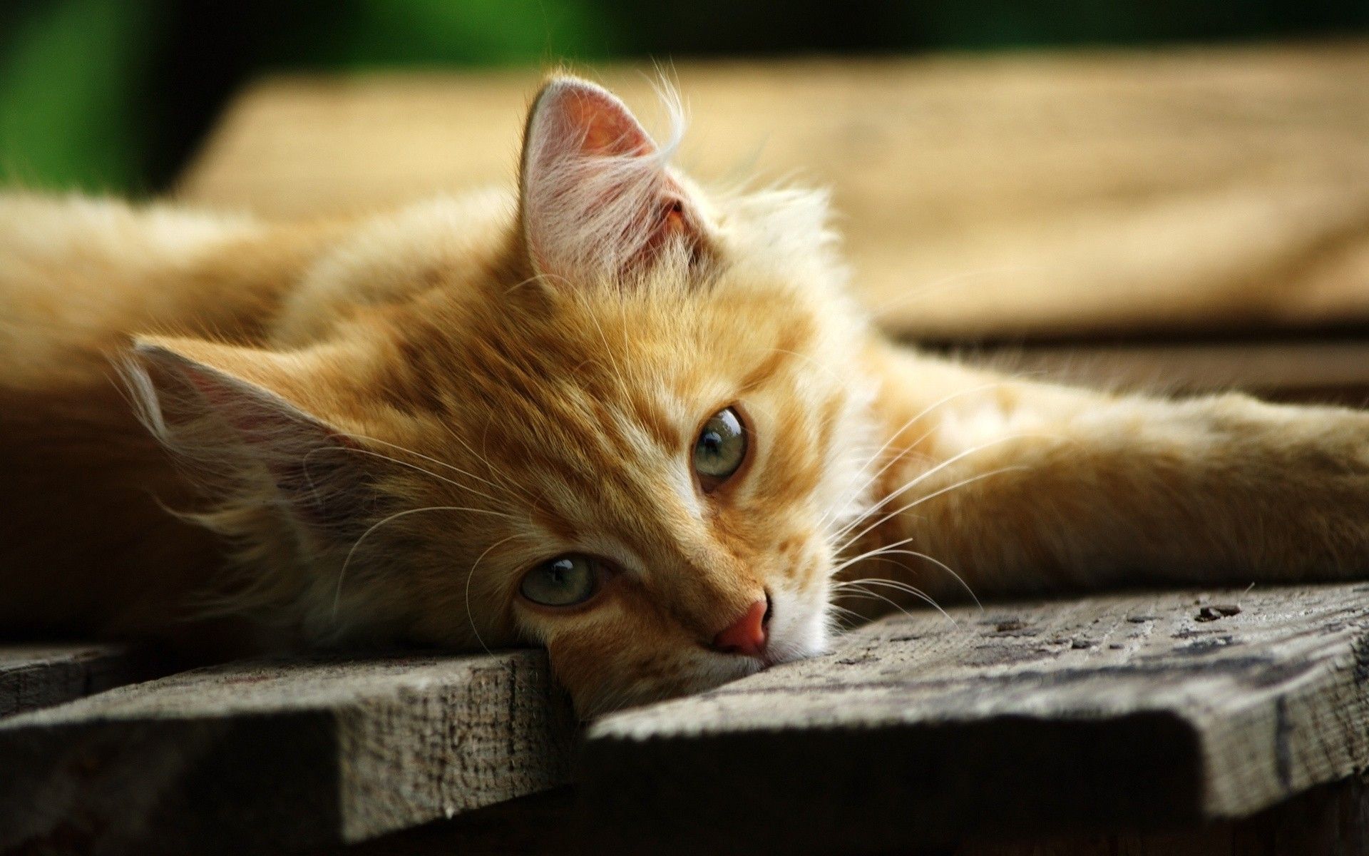 Orange Kittens Wallpapers Wallpaper Cave