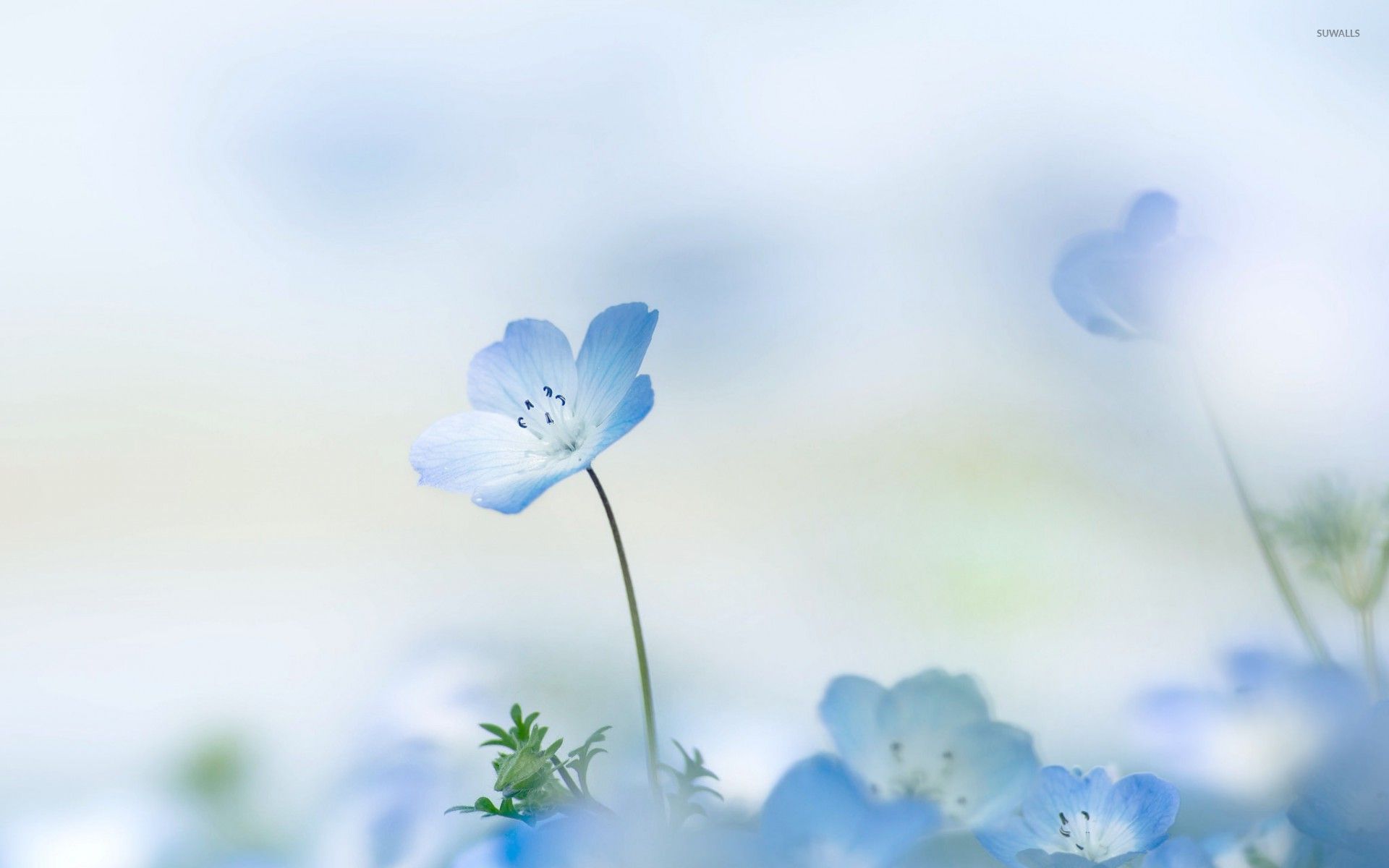 Light Blue Flowers Wallpaper