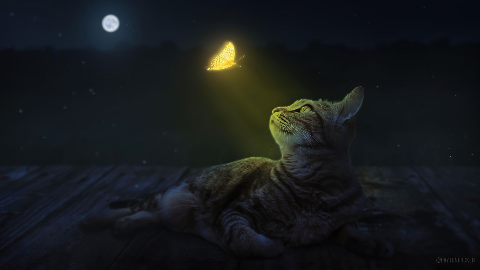 Cat Night Wallpapers Wallpaper Cave