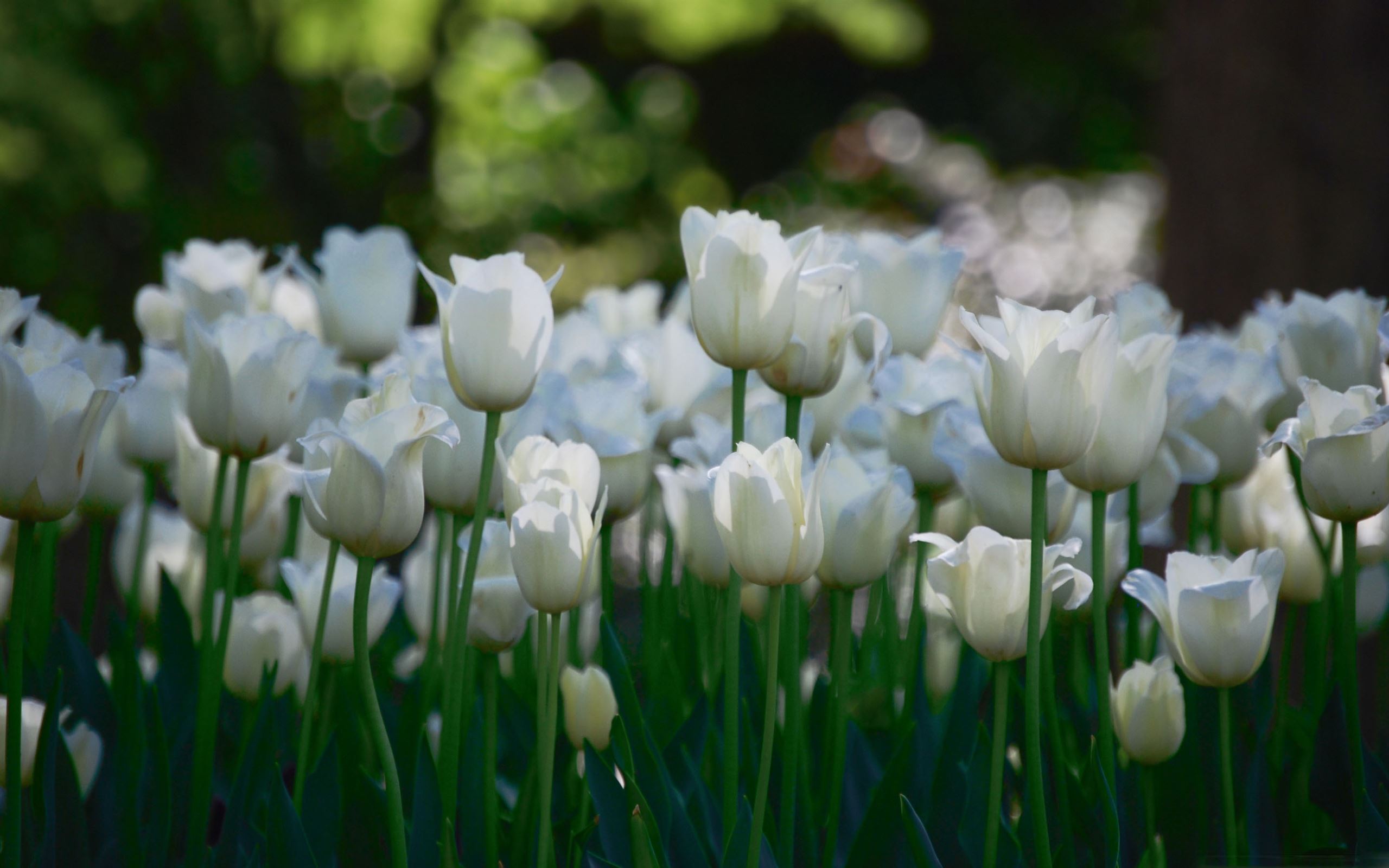 White Tulip Wallpapers Wallpaper Cave