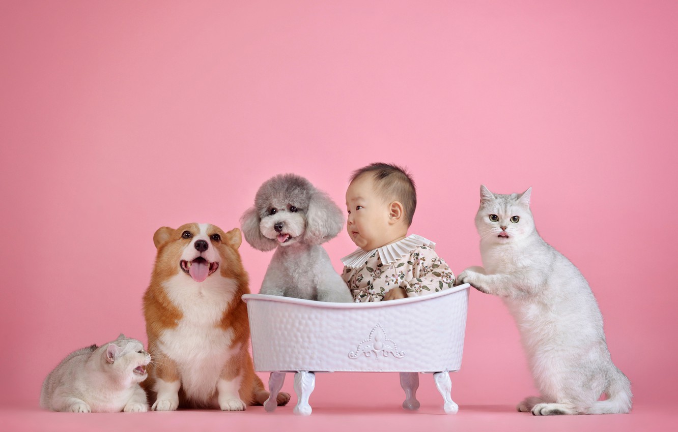 Baby Dog And Cat Wallpapers Wallpaper Cave