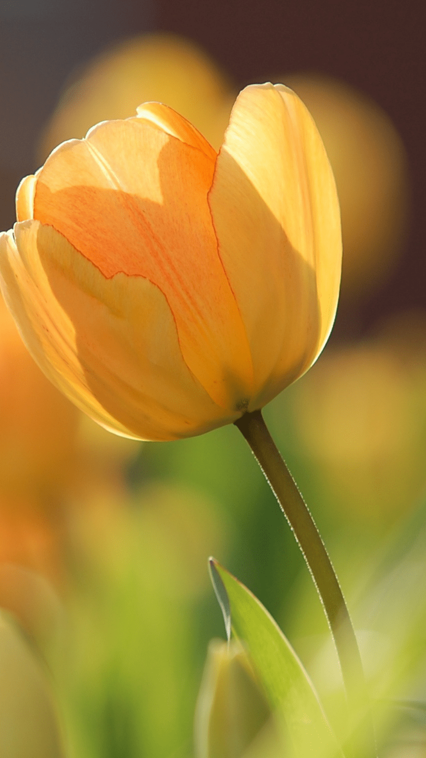 Orange Spring Flowers Wallpapers Wallpaper Cave