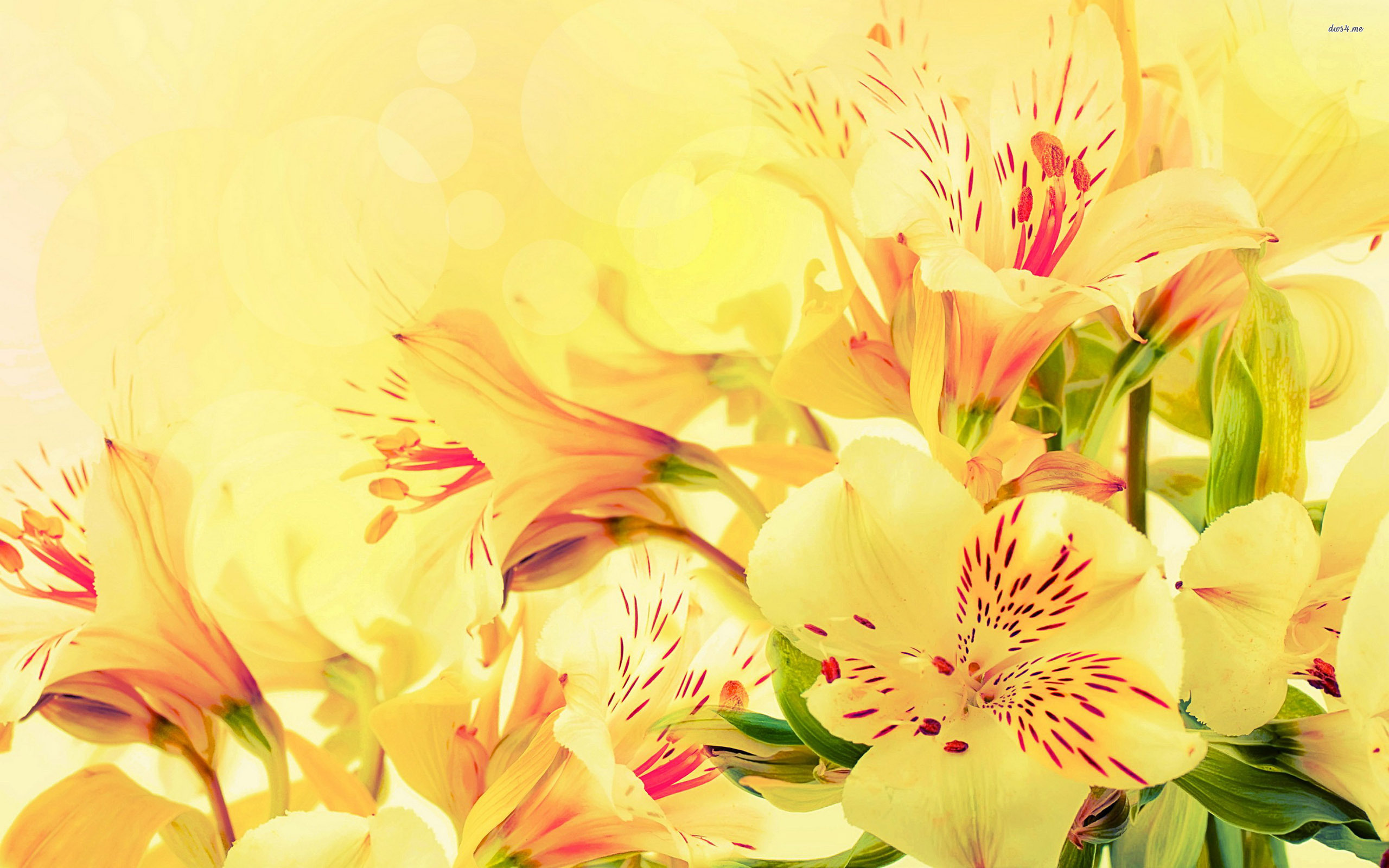 Yellow Lily Wallpapers Wallpaper Cave