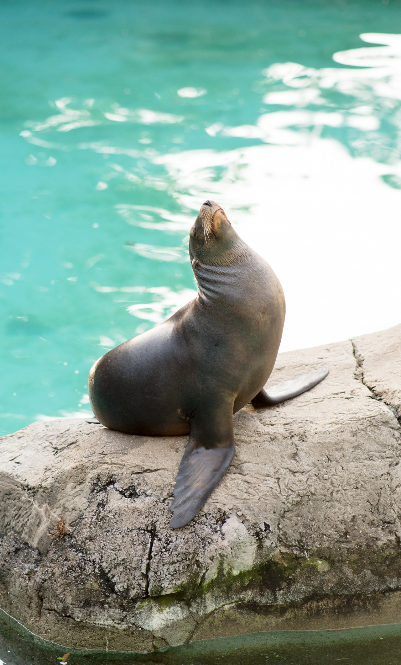 Seals iPhone Wallpapers Wallpaper Cave