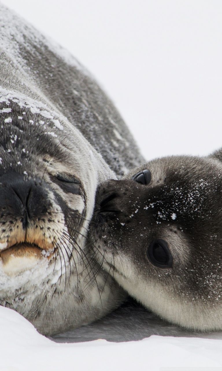 Seals iPhone Wallpapers Wallpaper Cave