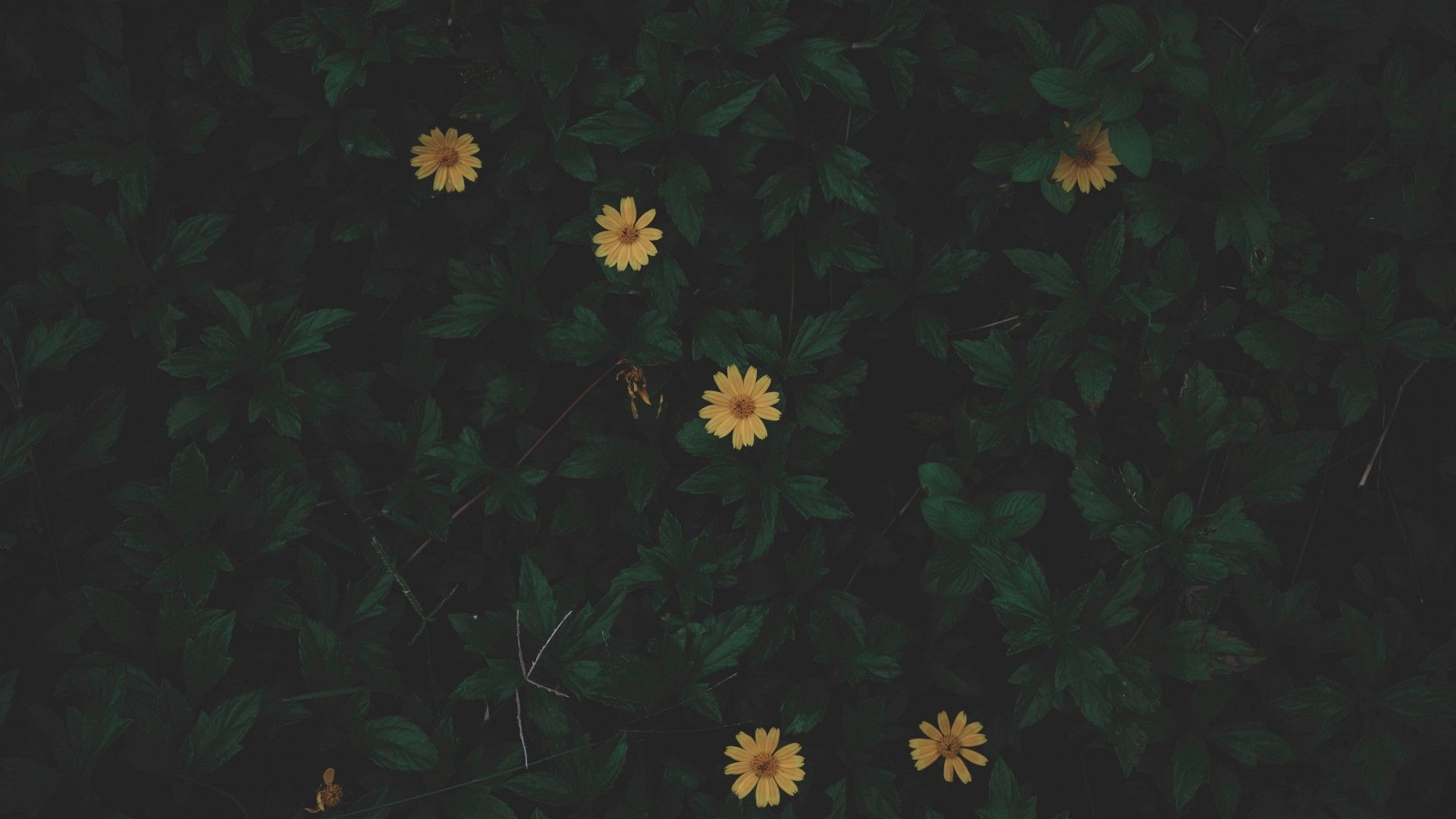 Dark Green Aesthetic PC Wallpapers Wallpaper Cave