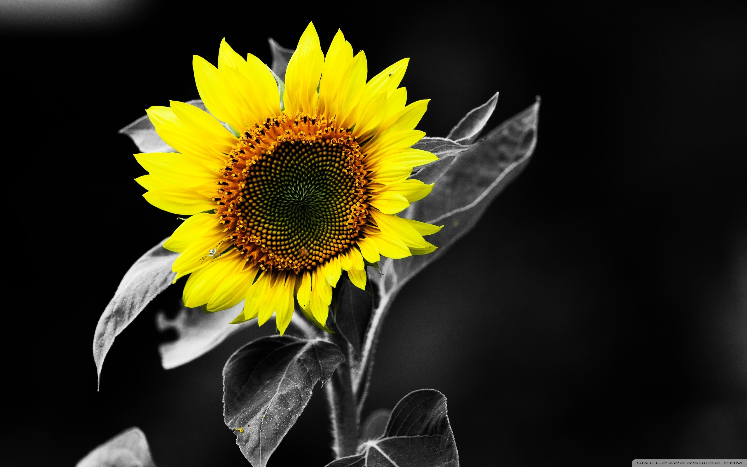 Sunflower With Black Wallpapers Wallpaper Cave