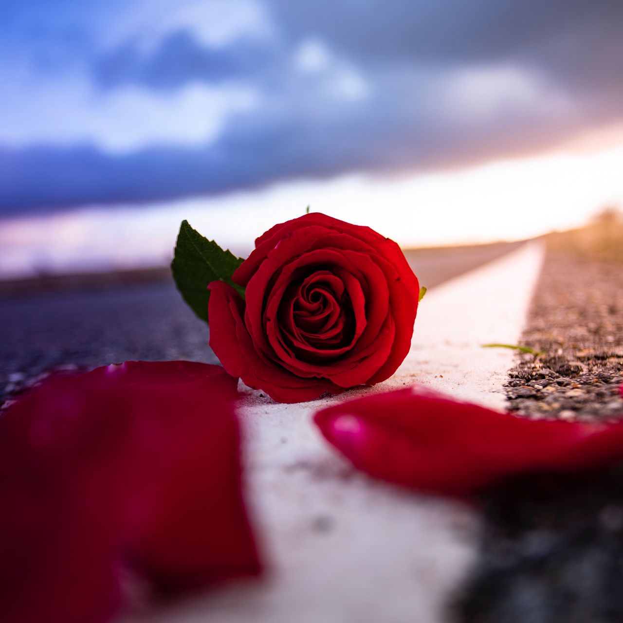 Flower Road Wallpapers Wallpaper Cave