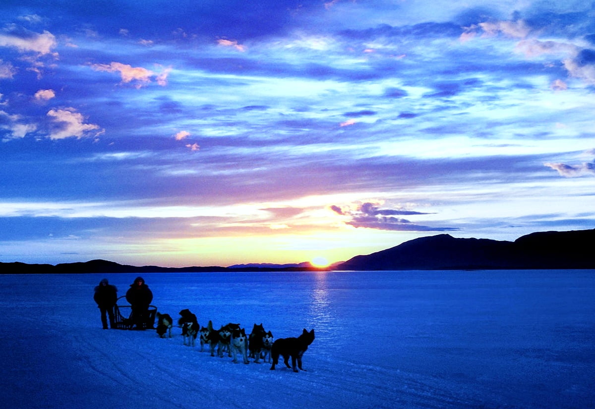 Sled Dogs Wallpapers Wallpaper Cave