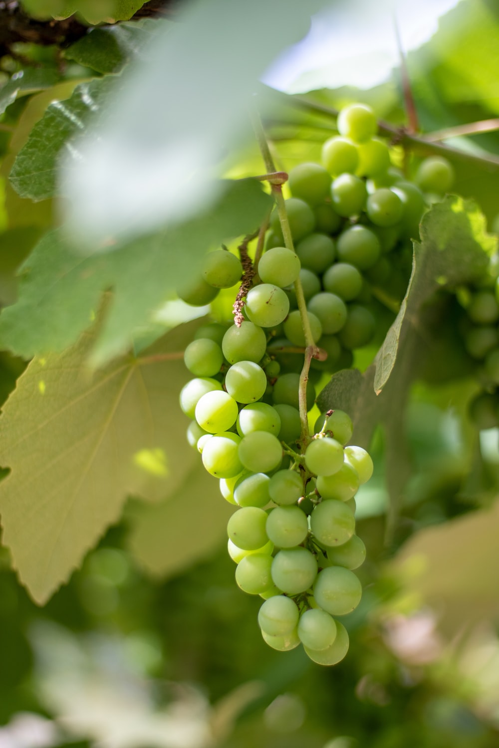Green Grapes Wallpapers Wallpaper Cave
