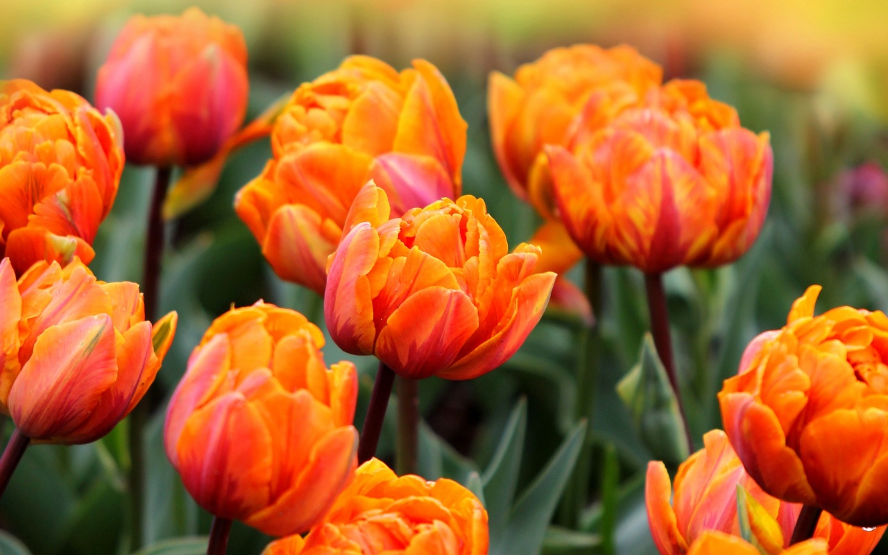 Orange Spring Flowers Wallpapers Wallpaper Cave
