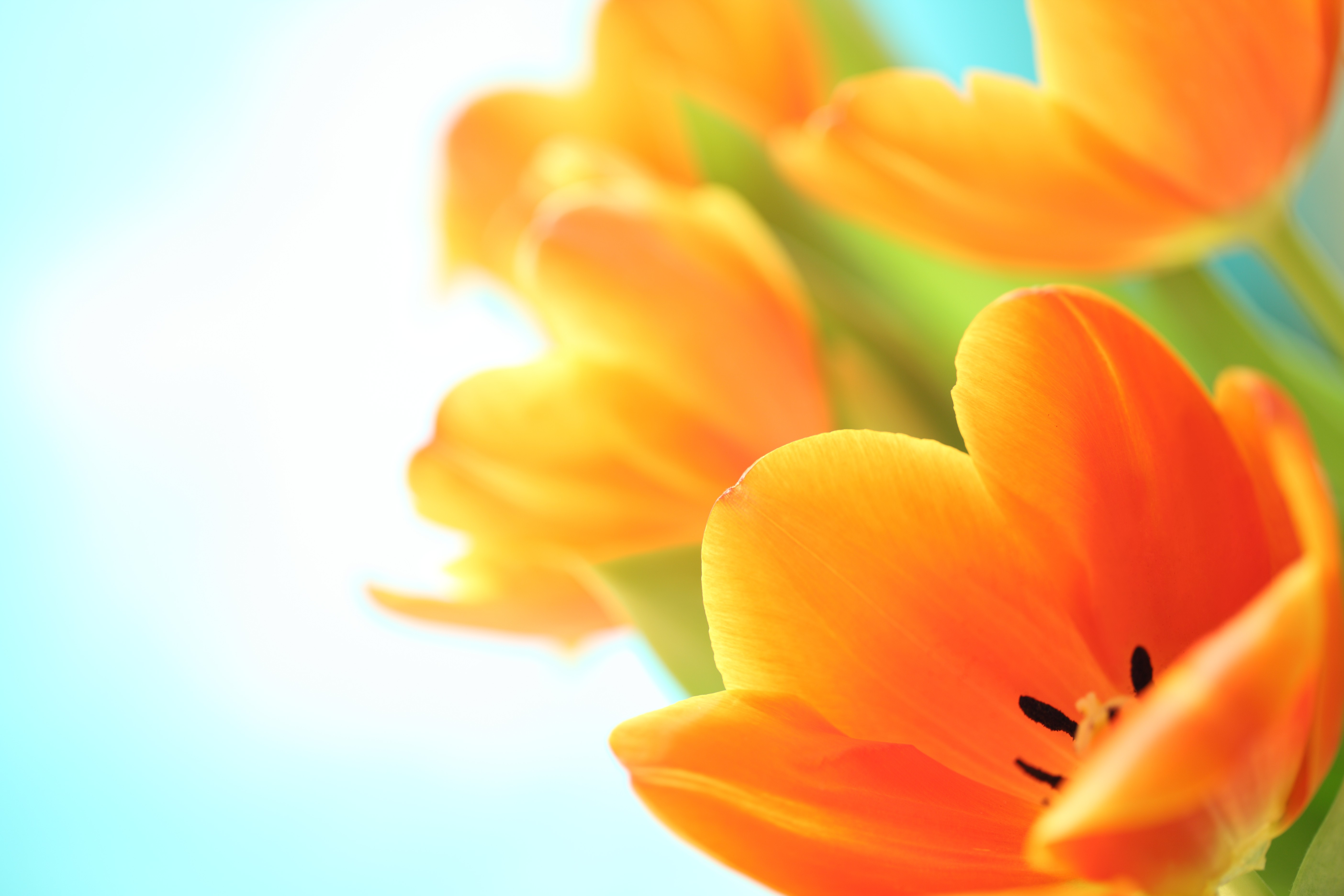 Orange Spring Wallpapers Wallpaper Cave